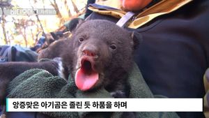 [자막뉴스] 바위굴 속에서 태어난 세 쌍둥이 반달곰 '이례적'