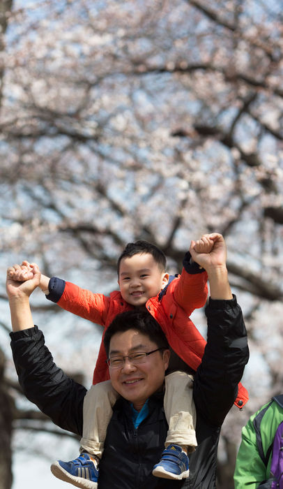 메인이미지  3 : 영등포 여의도 봄꽃축제가 시작된 4일 서울 윤중로에서 시민들이 벚꽃 구경을 하고 있다.