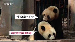 [비디오머그] 中, 판다 '사랑 나누는 영상' 생중계&hellip;"동심파괴" 논란