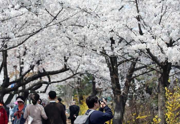 메인이미지  4 : 7일 오후 서울 여의도 윤중로에 벚꽃 축제가 한창이다. 많은 시민들이 6일 밤 내린 봄비에 벚꽃 잎이 떨어질까 걱정했지만, 우려와 달리 벚꽃은 여전히 봄 소식을 전하고 있었다.