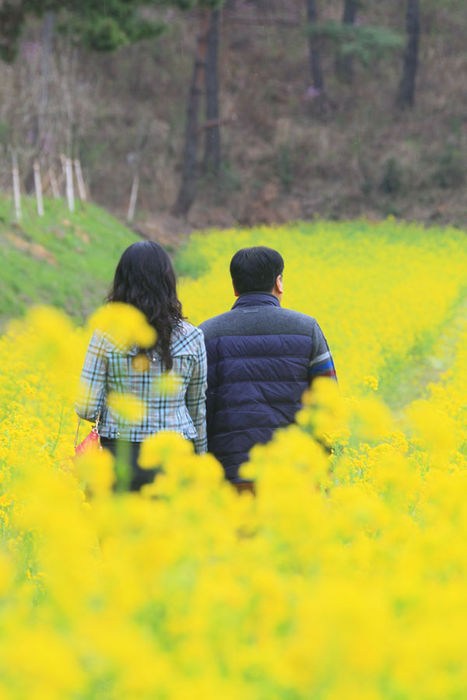 메인이미지  2 : 봄꽃이 만발하는 요즘 산과 바다를 품은 경남 고성군 솔섬에는 유채꽃이 꽃망울을 터뜨린 채 상춘객을 유혹하고 있다. (경남고성군 제공)