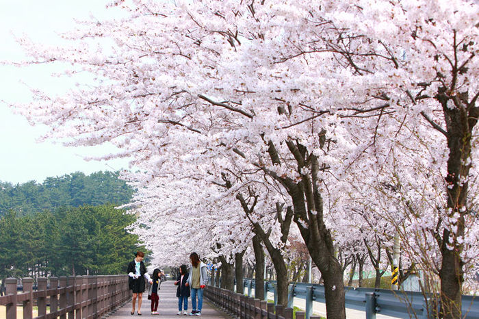 메인이미지  5 : 경북 울진군 망양해수욕장 산책로에 벚꽃이 활짝 펴 관광객을 유혹하고 있다. (울진군 제공)