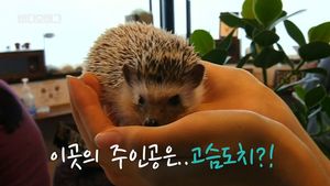 [비디오머그] '까칠 매력'에 빠져보아요&hellip;日 고슴도치 카페