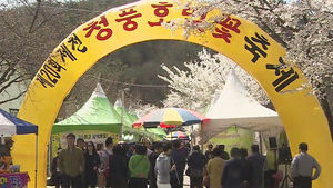 [청주] 흐드러지게 핀 벚꽃&hellip;청풍호 벚꽃축제 개막