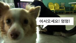 [비디오머그] 한국 '애견 카페' 미국 진출?&hellip;"귀여워" 인기몰이