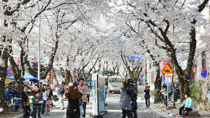 메인이미지  4 : 8일 충북 제천시 청풍면 물태리 청풍보건지소 일원에서 '제20회 청풍호 벚꽃축제'가 개막했다. [제천시 제공]