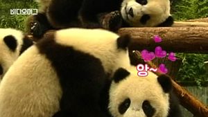 [비디오머그] 전 세계 사육사들이 중국에?&hellip;"판다 보러 왔어요"