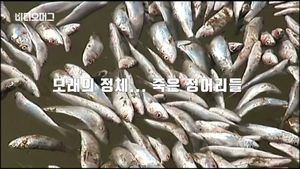 [비디오머그] 강변에 은빛모래?&hellip;가까이 가보니 '끔찍'