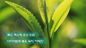 12주 복용했더니 체지방 2.3kg 감소&hellip;신비의 '카테킨'