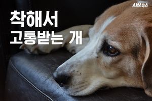 착해서 고통받는 개&hellip;비참한 운명