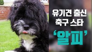 [비디오머그] '강아지계의 호날두' 알피&hellip;현란한 발놀림 공개