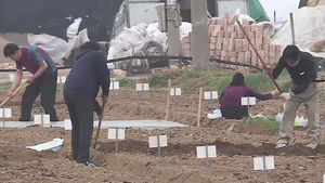 [수도권] "도심서 텃밭 가꿔요"  성남시 시민 농원 인기