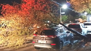 차량 덮친 가로수&hellip;비바람에 곳곳 피해 속출