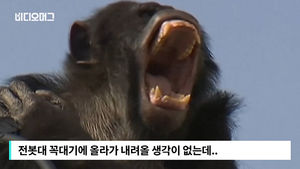 전깃줄에서 추락한 침팬지?&hellip;소방대원 출동한 사연