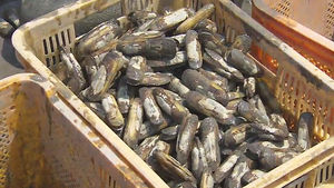 순천만 가리맛조개 제철&hellip;20억 고소득 '쑥쑥'