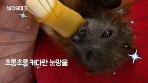 [비디오머그] '언제부터 귀여웠나&sim;?' 박쥐의 숨겨진 매력 대방출