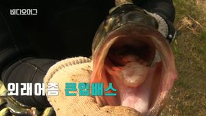 [비디오머그] 입 안 가득 토종 민물고기&hellip;무법자 '배스' 포획 현장