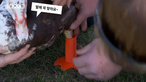 "스스로 걸을 수 있어요"&hellip;오리에 특별한 선물 '감동'