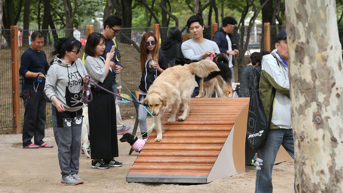 메인이미지  5 : 23일 오후 서울 동작구 보라매공원에 문을 연 반려견 놀이터를 찾은 시민들과 반려견들이 즐거운 시간을 보내고 있다. 보라매공원 반려견 놀이터 내부에는 음수대, 반려견 배변 장소, 놀이시설, 테이블&middot;의자 등의 시설이 갖춰졌다.