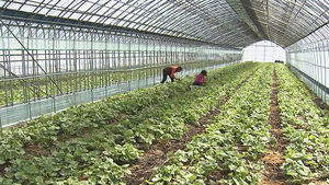 알싸하고 쌉싸래한 맛 '일품'&hellip;제철 맞은 산나물