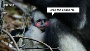 [비디오머그] 세계 희귀종 '검은들창코원숭이' 8마리 탄생