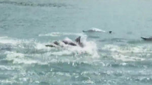 [부산] 통영항 접근 돌고래 30여 마리 외해 유도