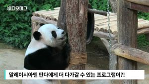 [비디오머그] 말레이시아서도 최고 인기&hellip;판다 사육 체험