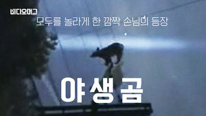 [비디오머그] 어두운 밤, 도로 위 깜짝 손님 '야생 곰'