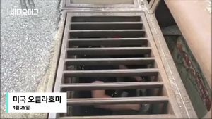 "구해줘서 고마워요" 오리 가족 구한 훈훈한 美 소방관