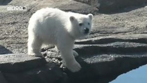 [비디오머그] 훌쩍 자란 북극곰 '노라'&hellip;수많은 팬 보유한 '인기 스타'