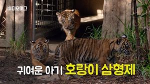 [비디오머그] 美 샌디에이고 동물원의 새로운 식구 귀여운 아기 호랑이 삼형제
