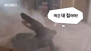 [비디오머그] "세상에, 이게 뭐야!"&hellip;빈집에 나타난 악어 한 마리