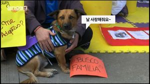 [비디오머그] "입양해주세요" 아르헨티나의 애완동물 입양 행사