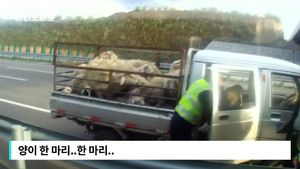 [비디오머그] '양 한 마리, 양 두 마리'&hellip;트럭에서 쏟아진 양들