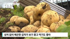 [자막뉴스] 상처 난 감자, 몸에도 해롭다&hellip;먹거리의 비밀