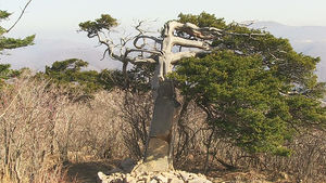 '수령 5백년' 태백산 주목 군락지, 신비로운 위용