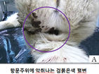 섬네일이미지  4:피마자 유박비료를 먹은 동물들이 시름시름 앓다가 잇따라 폐사해 농가와 가정의 주의가 필요하다. 사진은 유박비료를 먹은 개를 육안으로 관찰한 모습./사진=연합뉴스