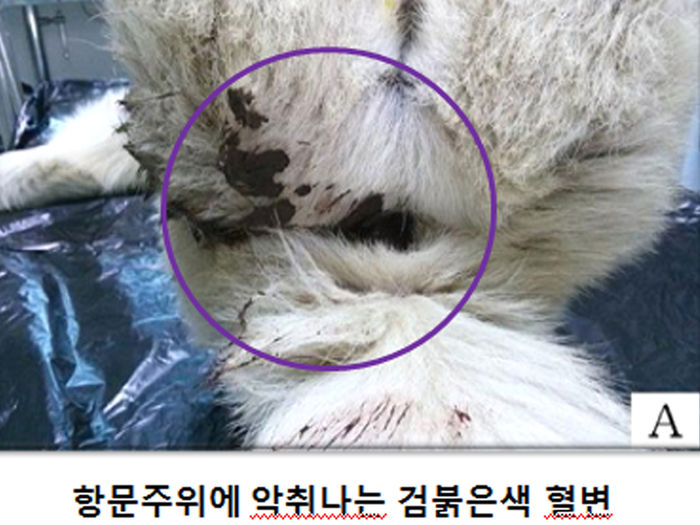 메인이미지  4 : 피마자 유박비료를 먹은 동물들이 시름시름 앓다가 잇따라 폐사해 농가와 가정의 주의가 필요하다. 사진은 유박비료를 먹은 개를 육안으로 관찰한 모습./사진=연합뉴스