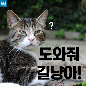 [카드뉴스] 서울시의 길고양이 활용법