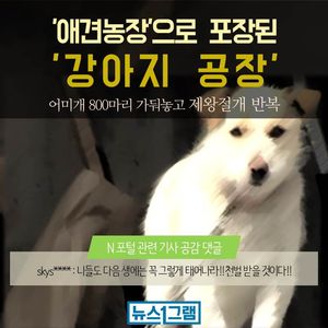 [뉴스1그램] 어미개 800마리 가둬놓고&hellip; 애견농장으로 포장된 '강아지 공장'