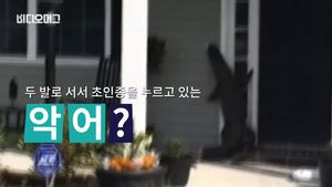 [비디오머그] 두 발로 서서 초인종 누르는 악어? '똑똑&sim; 문 좀 열어주세요'