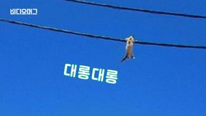 [비디오머그] 전선에 '대롱대롱'&hellip;알제리에서 전봇대에 갇힌 고양이 구조
