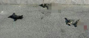 부산서 새끼 길고양이 3마리 '참혹한 죽음'&hellip;경찰수사
