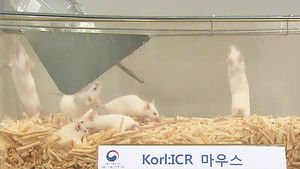 [취재파일플러스] 몸값 비싼 실험용 쥐 2종, 국산화 성공