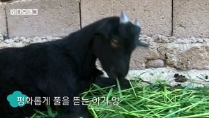 [비디오머그] 뒷다리 없는 '장애 양', 앞다리만으로 '종횡무진'