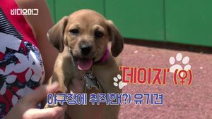 "배트 걸, 비켜!"&hellip;야구팀에 취직한 귀염둥이 유기견