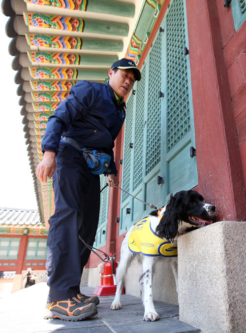 메인이미지  2 : 18일 오전 서울 경복궁 집경당에서 열린 '흰개미 탐지견 은퇴식'에서 이날 은퇴한 보배&middot;보람의 뒤를 이어 흰개미를 퇴치하는 데 앞장설 새로운 특수목적견이 흰개미 탐지활동을 하고 있다. 