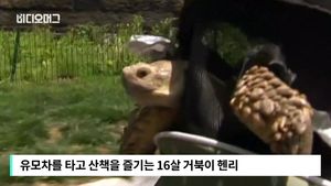'1시간에 1만 원'&hellip;거북이 산책시키는 아르바이트 '눈길'