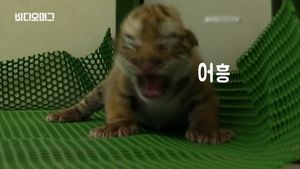 [비디오머그] "태어난 지 나흘 됐어요!"&hellip;아기 호랑이의 '치명적 귀여움'