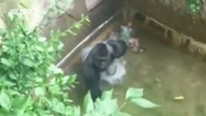 [비디오머그] 우리에 빠진 4살 아이 끌고 다닌 고릴라 "결국 사살"